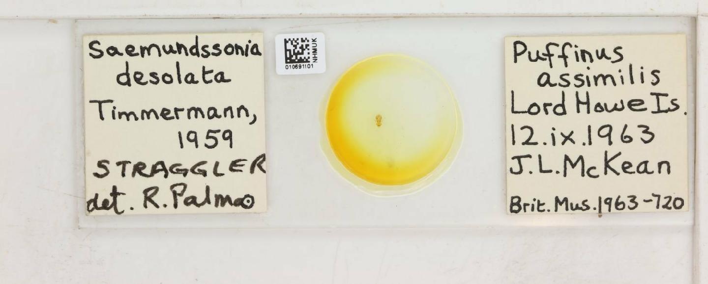 To NHMUK collection (Saemundssonia desolata Timmermann, 1959; NHMUK:ecatalogue:8061097)