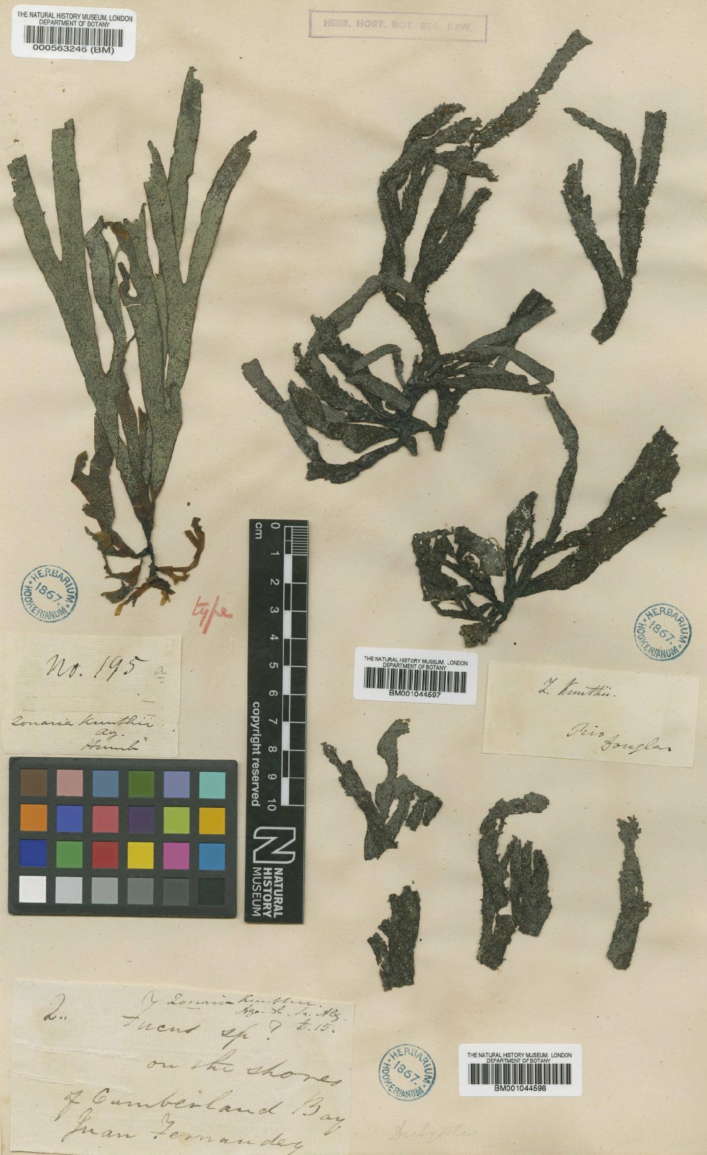 To NHMUK collection (Glossophora kunthii (C.Agardh) Agardh; Type; NHMUK:ecatalogue:4722876)