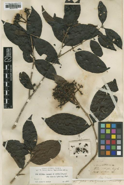 Eugenia nitida Benth. - BM000944172