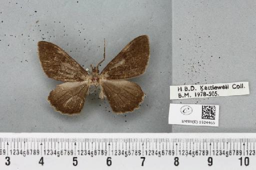 Alcis repandata repandata (Linnaeus, 1758) - BMNHE_1924465_493350