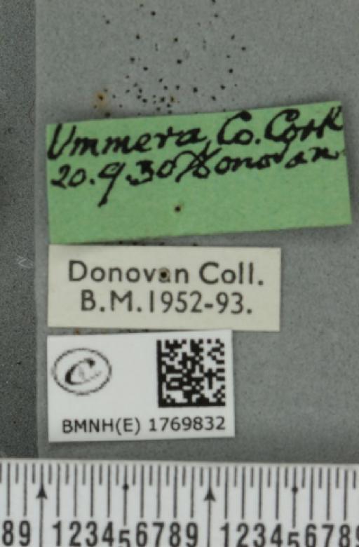 Dysstroma truncata truncata (Hufnagel, 1767) - BMNHE_1769832_label_350600