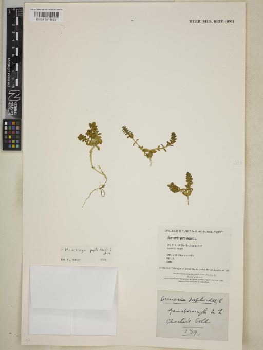 Honckenya peploides (L.) Ehrh. - BM013414853