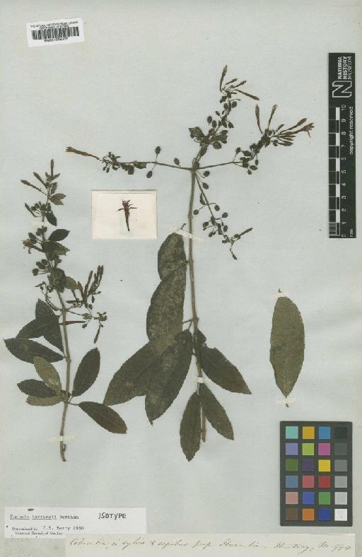 Fuchsia hartwegii Benth. - BM001008337