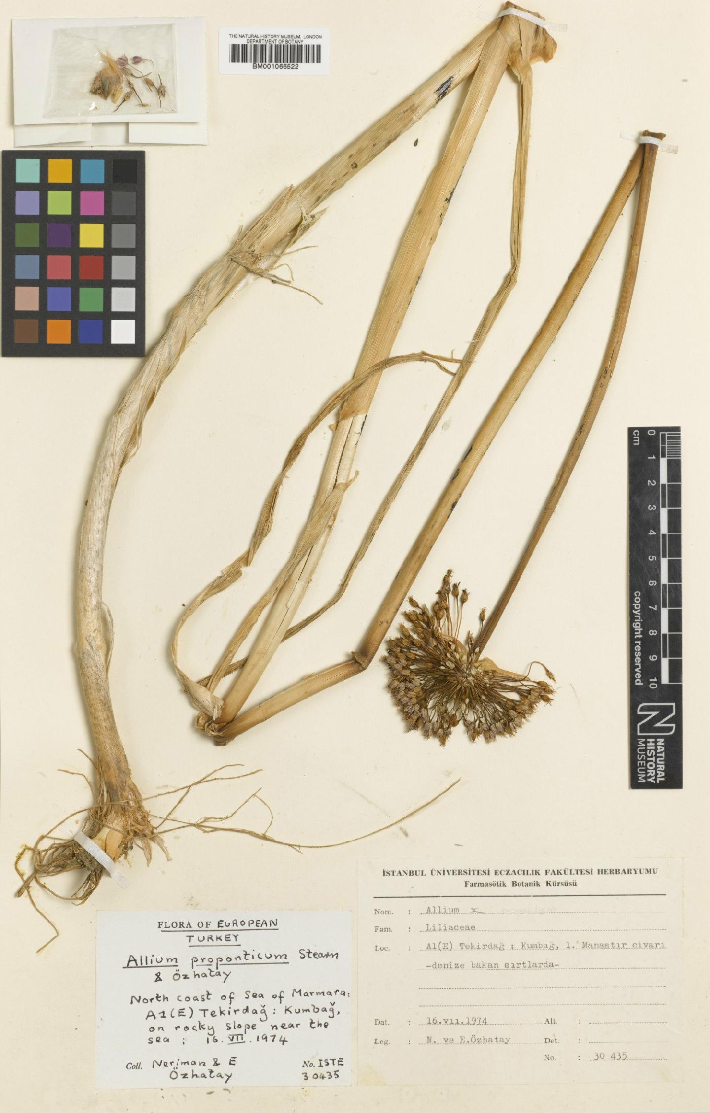 Allium proponticum
