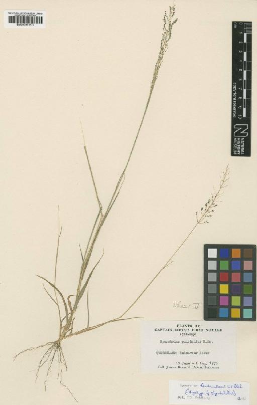 Sporobolus lenticularis S.T.Blake - BM000991672