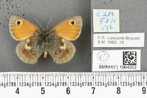 Coenonympha pamphilus ab. bipupillata Cosmovici, 1892 - BMNHE_1064253_25456