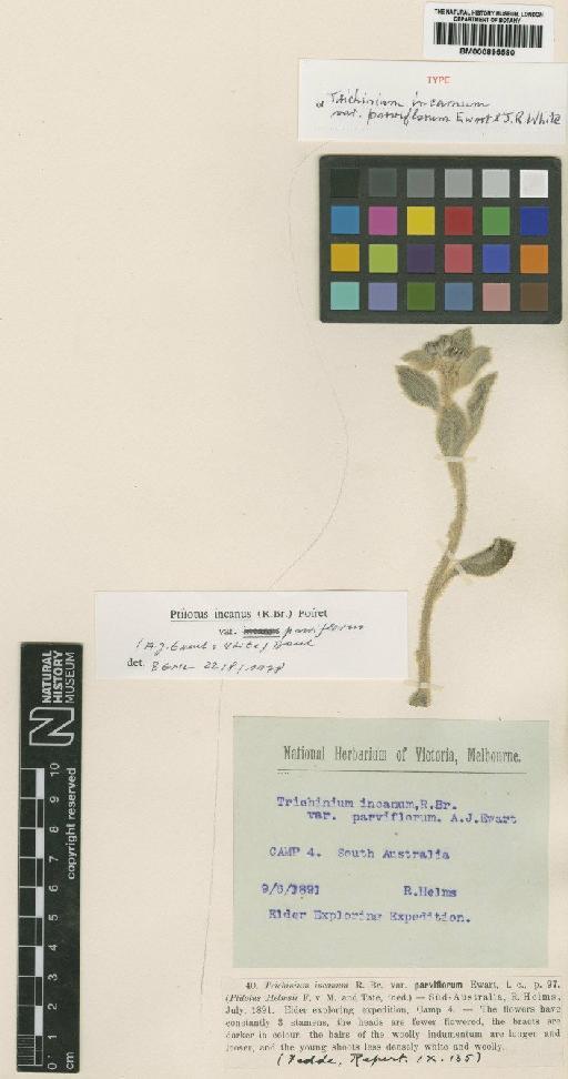 Ptilotus incanus var. parviflorus Ewart - BM000895590