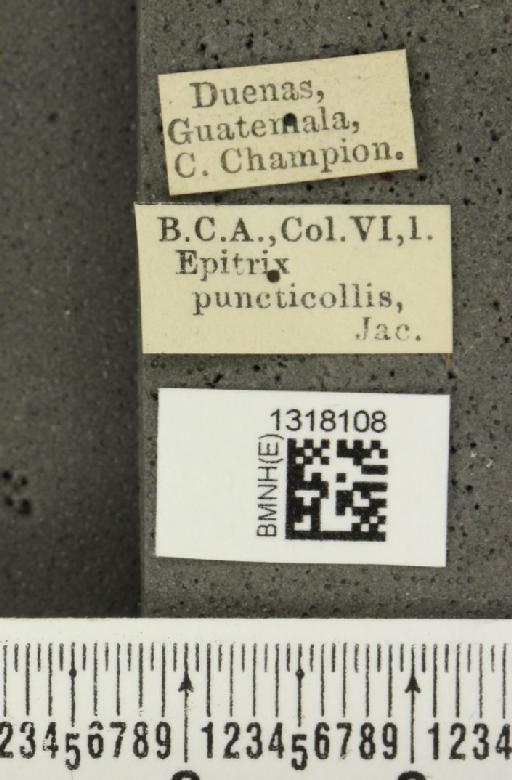Epitrix puncticollis Jacoby, 1885 - BMNHE_1318108_label_24797