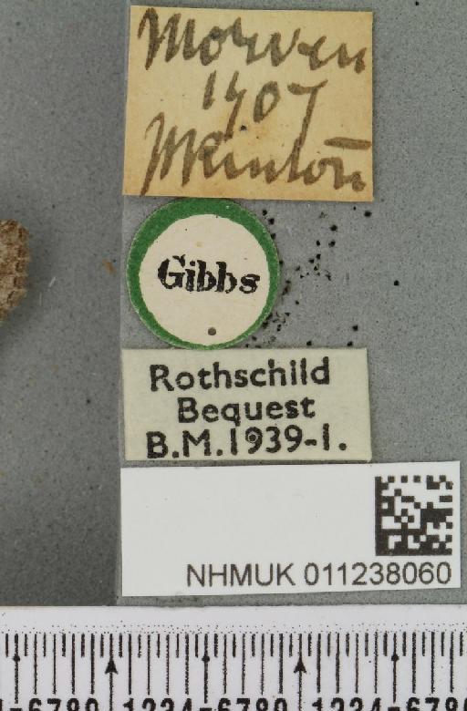 Brachylomia viminalis (Fabricius, 1777) - NHMUK_011238060_label_638739