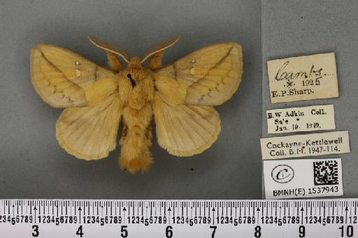 Euthrix potatoria ab. nigriscens Lempke, 1937 - BMNHE_1537943_198163