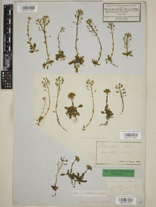 Thlaspi alpestre subsp. virens (Jord.) Hook.f. - BM013415899