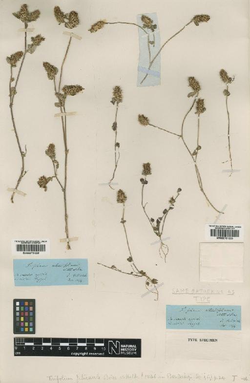 Trifolium dalmaticum Vis. - BM000751228