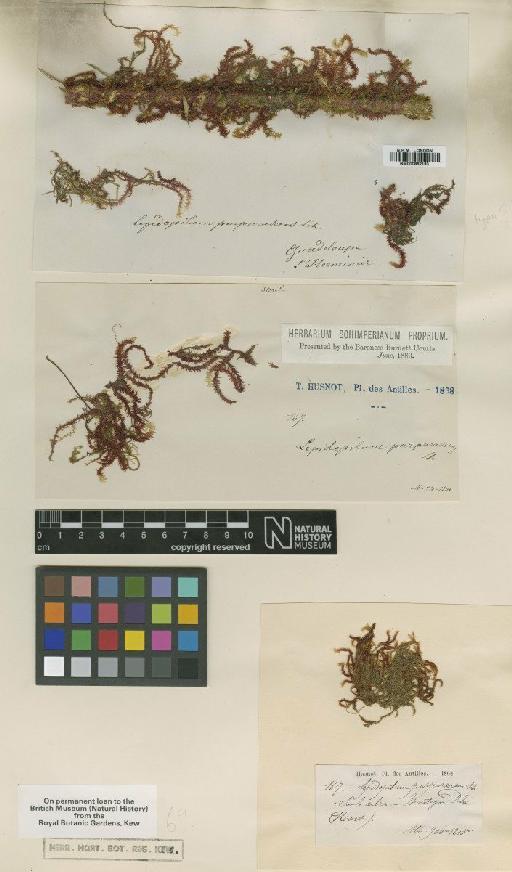 Lepidopilum purpurascens Schimp. ex Besch. - BM000862193_a