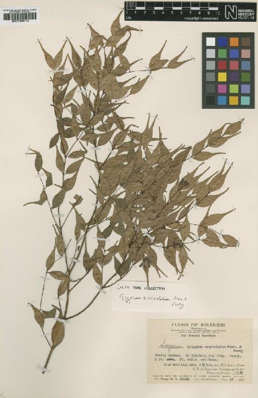 Syzygium araiocladum Merr. & L.M.Perry - BM000944314
