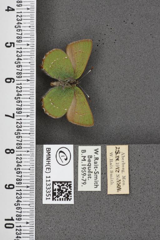 Callophrys rubi ab. bipunctata Tutt, 1907 - BMNHE_1133351_97413