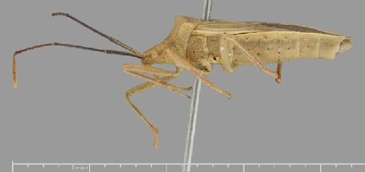 Homoeocerus atkinsoni Distant, 1901 - Homoeocerus atkinsoni-BMNH(E)884077-Syntype male lateral