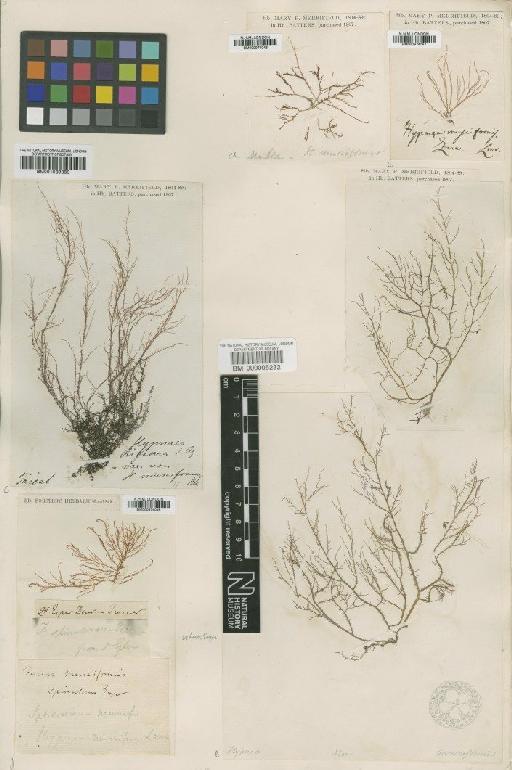 Hypnea musciformis (Wulfen) J.V.Lamour. - BM000974046