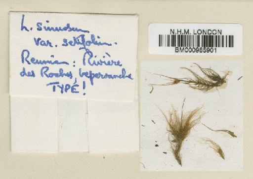 Leucoloma longifolium (Brid.) Wijk & Margad. - BM000965901