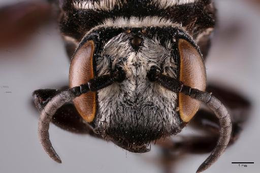 Coelioxys weinlandi Schulz, W.A., 1905 - 013983554_Face