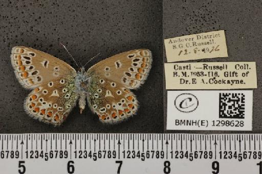 Polyommatus icarus icarus ab. transiens Tutt, 1910 - BMNHE_1298628_149384