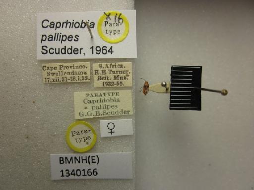 Caprhiobia pallipes Scudder, 1964 - Caprhiobia pallipes-BMNH(E)1340166-Paratype female dorsal & labels