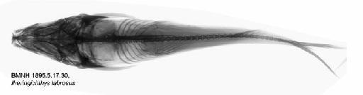 Iheringichthys labrosus (Lütken, 1874 ex Krøyer) - BMNH1895.5.17.30, Iheringichthys labrosus, Radiograph