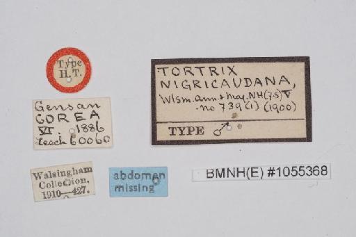 Archips nigricaudana Walsingham - Archips_nigricaudana_Walsingham_1900_Holotype_BMNH(E)#1055368_image002