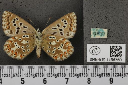 Lysandra coridon ab. semibasijuncta Bright & Leeds, 1938 - BMNHE_1156760_108140