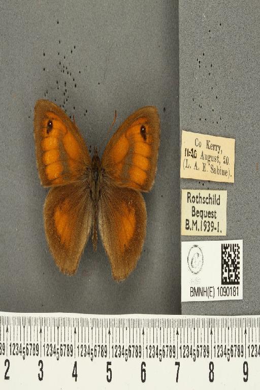 Pyronia tithonus britanniae ab. unipuncta Tutt, 1910 - BMNHE_1090181_557