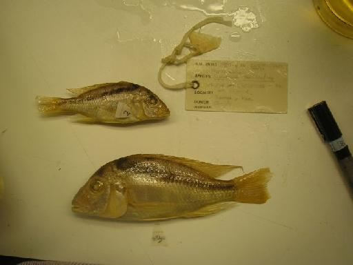 Haplochromis balteatus Trewavas, 1935 - Attach.2