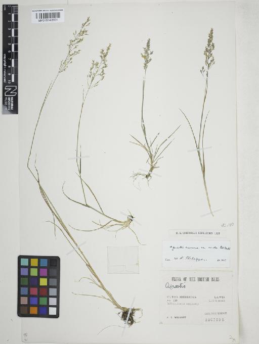 Agrostis vinealis Schreb. - 015148091