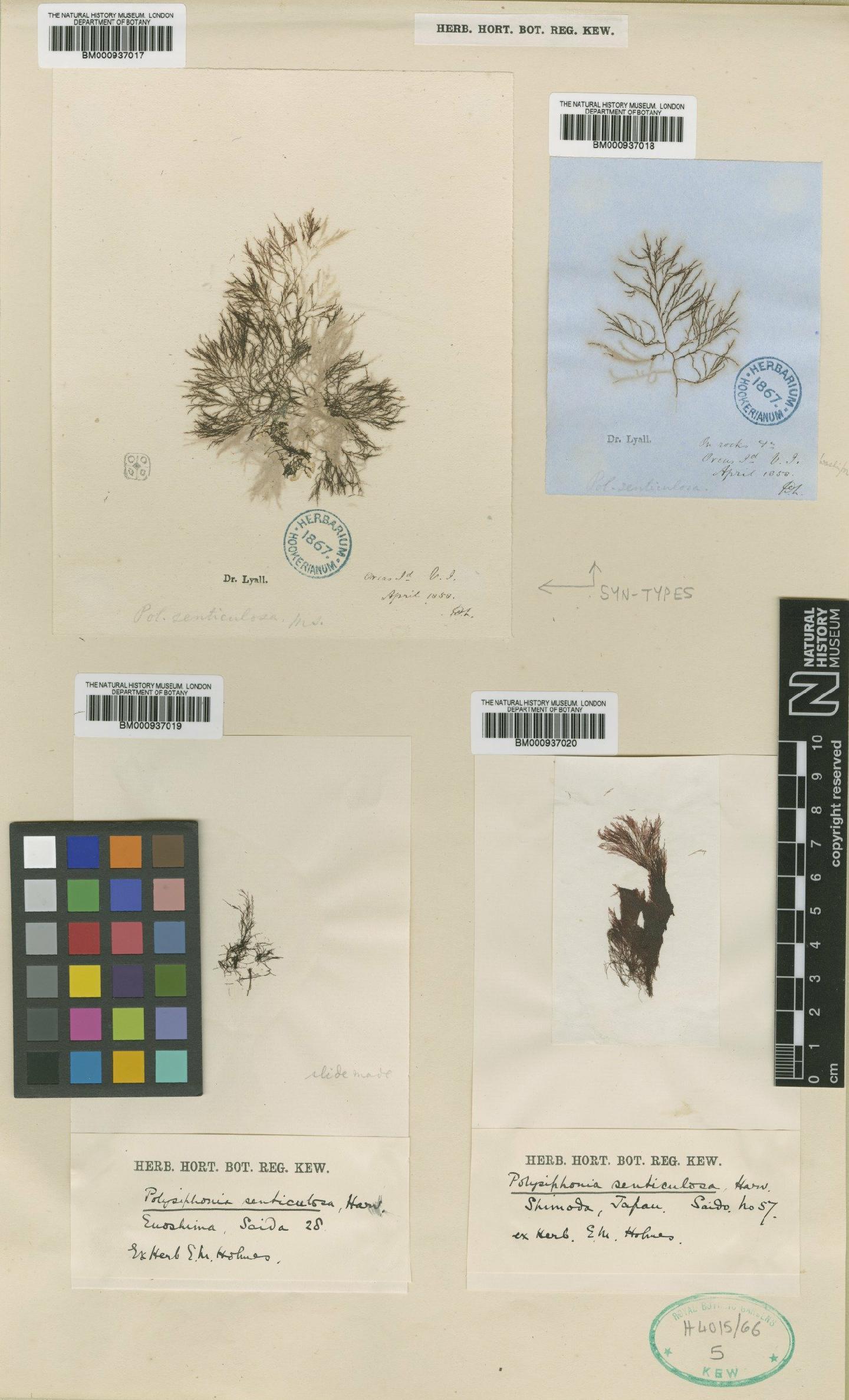 To NHMUK collection (Polysiphonia senticulosa Harv.; Syntype; NHMUK:ecatalogue:465448)