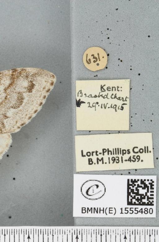 Calliteara pudibunda (Linnaeus, 1758) - BMNHE_1555480_label_254530