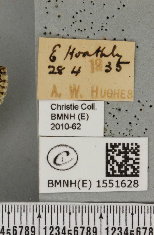 Polyploca ridens (Fabricius, 1787) - BMNHE_1551628_label_238827