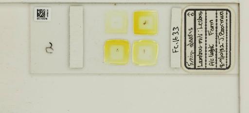 Forcipomyia alacris Winnertz, 1852 - 014769976_812361_1335201_157888_NonType