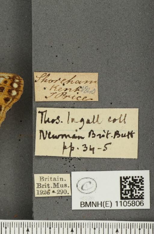 Issoria lathonia (Linnaeus, 1758) - BMNHE_1105806_label_17270