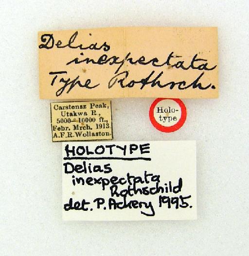 Delias inexpectata Rothschild, 1916 - Delias inexpectata Rothschild type labels