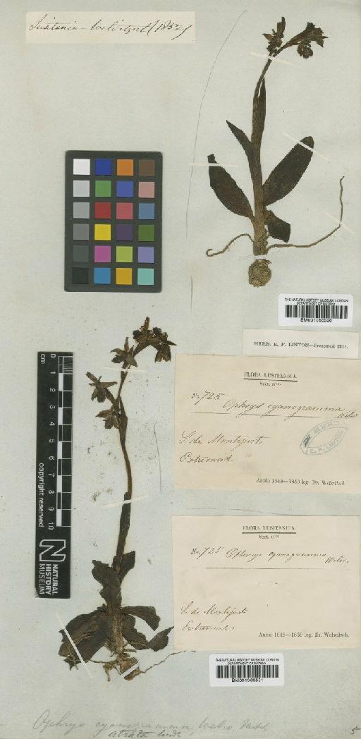 Ophrys sphegodes subsp. atrata (Lindl.) E.Mayer - BM001066550