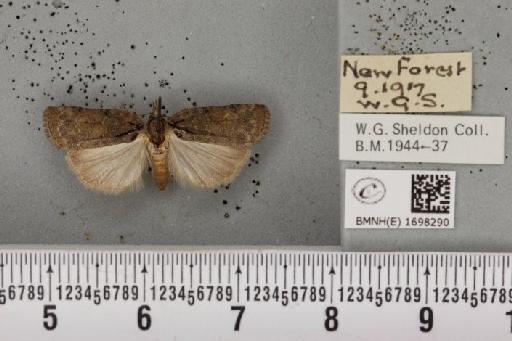 Nycteola revayana ab. plumbea Sheldon, 1919 - BMNHE_1698290_295373