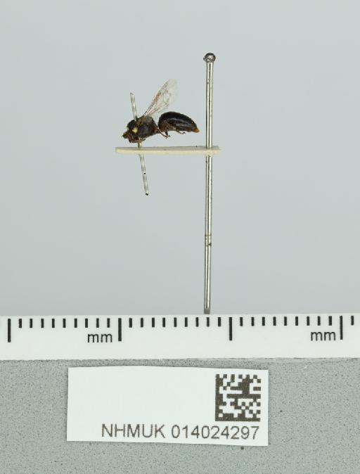 Hylaeus pachygnathus Cockerell, 1910 - 014024297__-