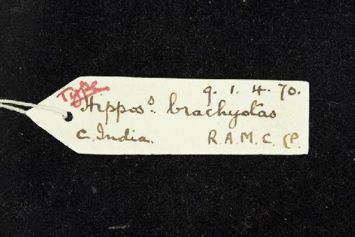 Phyllorhina brachyota Dobson, 1874 - 1909_1_4_70-Phyllorhina_brachyota-Type-Skull-label