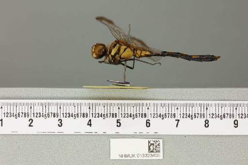 Sympetrum infuscatum (Selys, 1883) - 013323405_lateral