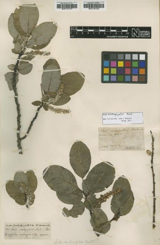 Salix crataegifolia Bertol. - BM001041927