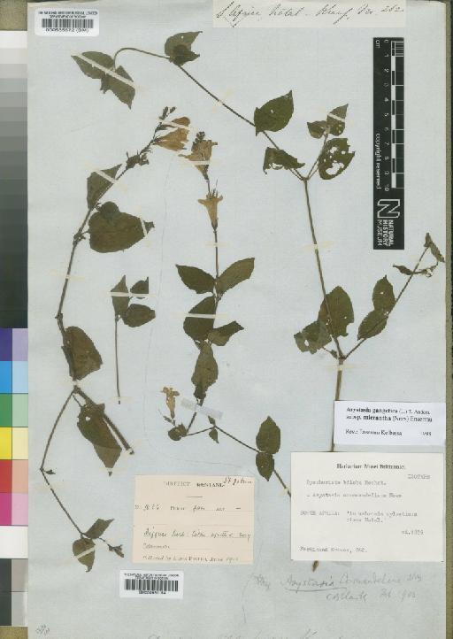 Asystasia gangetica ( L. ) T.Anderson subsp. micrantha (Nees) Ensermu - BM000535672