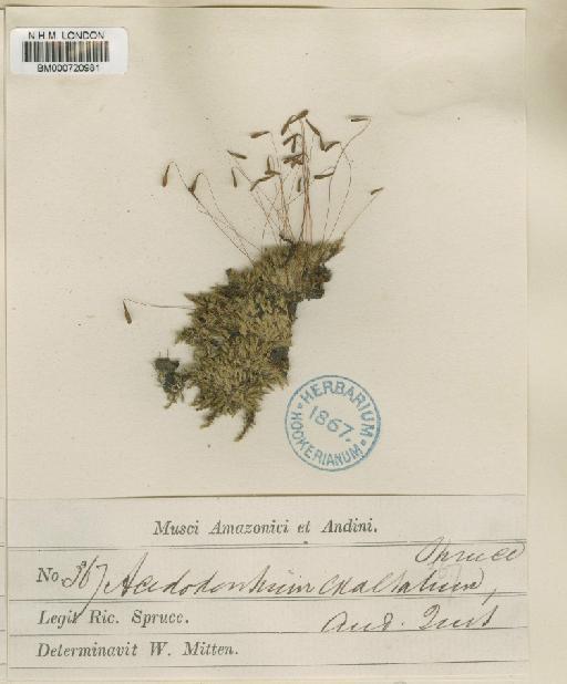 Acidodontium exaltatum (Spruce ex Mitt.) A.Jaeger - BM000720981