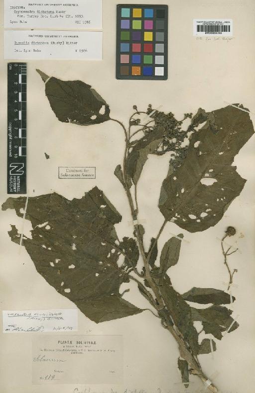 Vassobia dichotoma (Rusby) Bitter - BM000995485