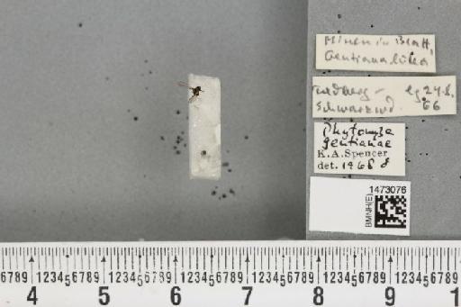 Chromatomyia gentianae (Hendel, 1920) - BMNHE_1473076_48350