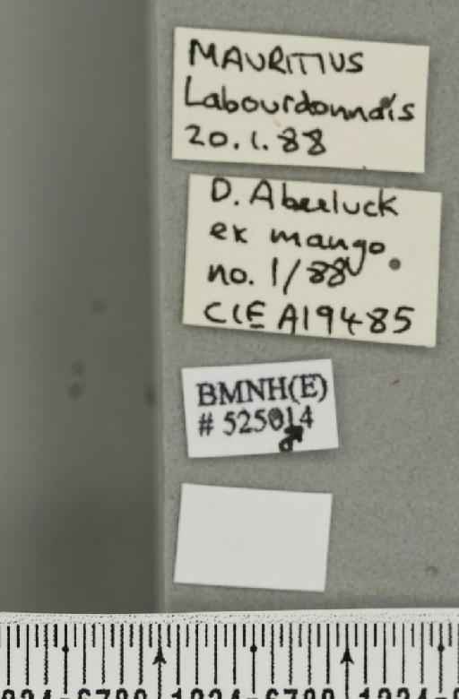 Bactrocera (Bactrocera) zonata (Saunders, 1842) - BMNHE_525014_label_30399