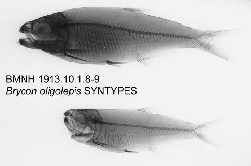 Brycon oligolepis Regan, 1913 - BMNH 1913.10.1.8-9 - Brycon oligolepis SYNTYPES Radiograph