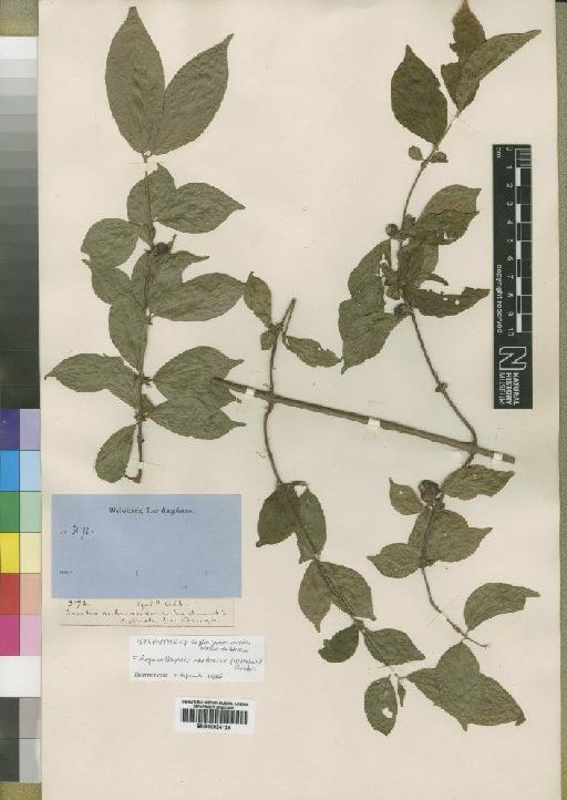 Argocoffeopsis eketensis (Wernham) Robbr - BM000924126